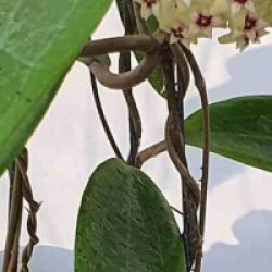 Hoya sp. Bulusan