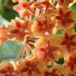 Hoya sp. Philippines