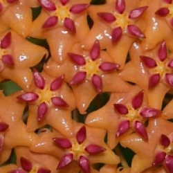 Hoya valmayoriana