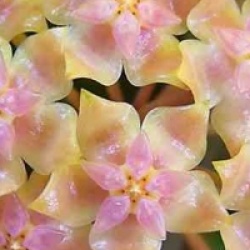 Hoya vitellina