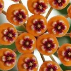 Hoya waymaniae - Hoya waymaniae