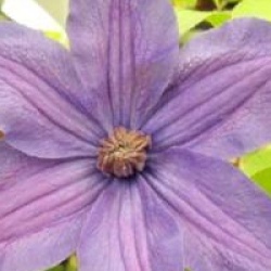 Clematis saphira indigo