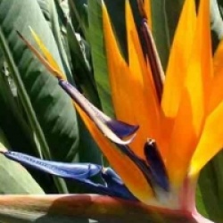 Oiseau de Paradis reginae