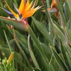 Strelitzia reginae 
