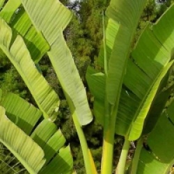 Oiseau du paradis nicolai