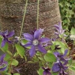 Clematis saphira indigo