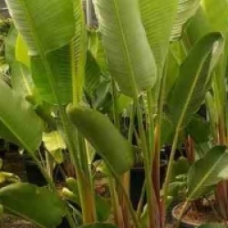 Strelitzia augusta - Oiseaux du paradis augusta