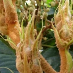 Tetrapanax papyrifera