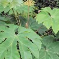 Tetrapanax papyrifera
