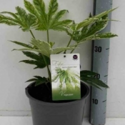 Fatsia japonica 'Spider's Web'