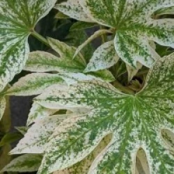 Fatsia japonica 'Spider's Web'