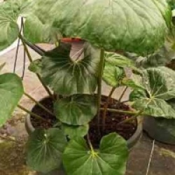 Farfugium japonicum 'Giganteum'