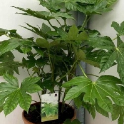 Fatsia japonica 