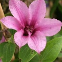  Clematis Saphyra � Double Rose 'Cleminov29' cov