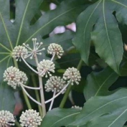 Fatsia japonica 