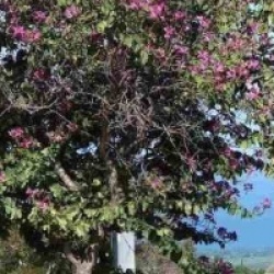 Bauhinia purpurea variegata