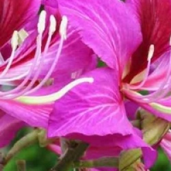 Arbre � fleurs d'orchid�es