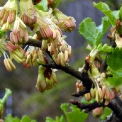 Nothofagus antartica 'Benmore' - H�tre austral rampant