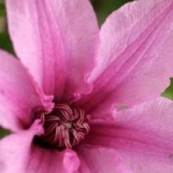  Clematis Saphyra � Double Rose 'Cleminov29' cov