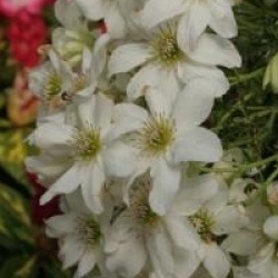 Clematis 'Sweet Hart' - Cl�matite sweet hart