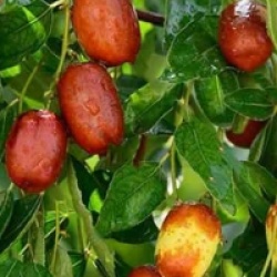 Kit 6 fruitiers exotiques rustiques