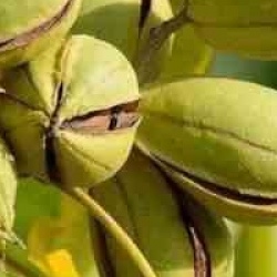 Kit 4 fruitiers exotiques rustiques