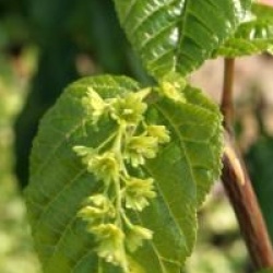 Acer davidii 'Ernest Wilson'