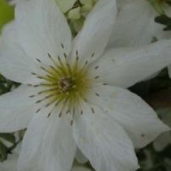 Clematis 'Sweet Hart'