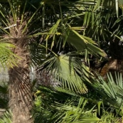 Kit 3 trachycarpus fortunei