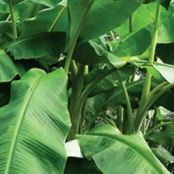 Kit 6 bananiers rares