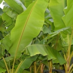 Kit 6 bananiers rares