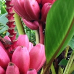 Kit 6 bananiers rares