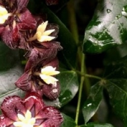 Lardizabala biternata - Liane noire du Chili