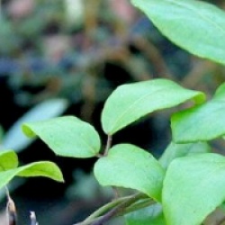 Lardizabala biternata