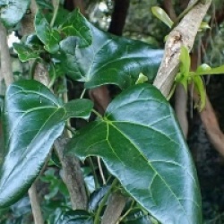 Lardizabala biternata