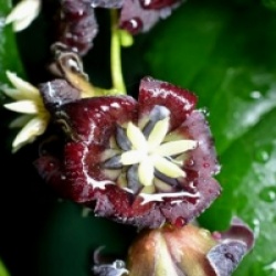 Lardizabala biternata