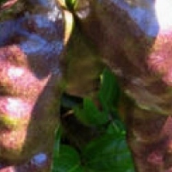 Lardizabala biternata