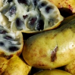 Lardizabala biternata