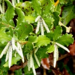 Garrya elliptica 'James roof'