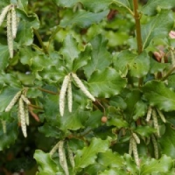Garrya elliptica 'James roof'