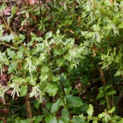 Garrya elliptica 'James roof'