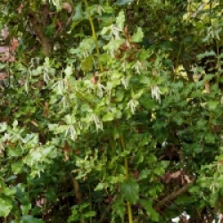 Garrya elliptica 'James roof'