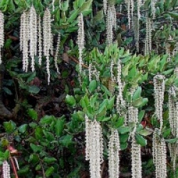 Garrya elliptica 'James roof'