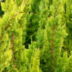 Chamaecyparis lawsoniana 'Yellow Spire'