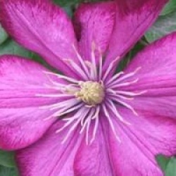Clematis 'Ville de Lyon' - Cl�matite � grandes fleurs Ville de Lyon
