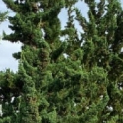 Chamaecyparis lawsoniana 'Wissel's Saguro' - Cypr�s de Lawson Saguaro de Wissel