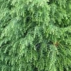 Cryptomeria japonica 'Elegans Viridis'