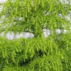 Cryptomeria japonica 'Elegans Viridis' - C�dre du Japon Elegans Viridis