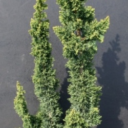 Chamaecyparis lawsoniana 'Wissel's Saguro'