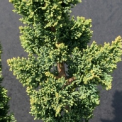 Chamaecyparis lawsoniana 'Wissel's Saguro'